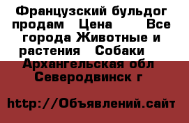 Французский бульдог продам › Цена ­ 1 - Все города Животные и растения » Собаки   . Архангельская обл.,Северодвинск г.